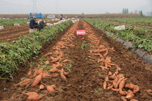 庄闲和游戏(中国)股份有限公司-官网