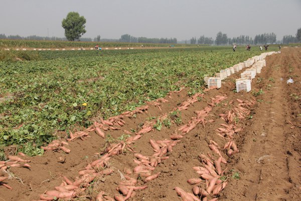 庄闲和游戏(中国)股份有限公司-官网