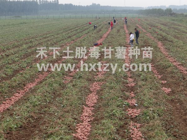 ׯ�к���Ϸ(�й�)�ɷ����޹�˾-����