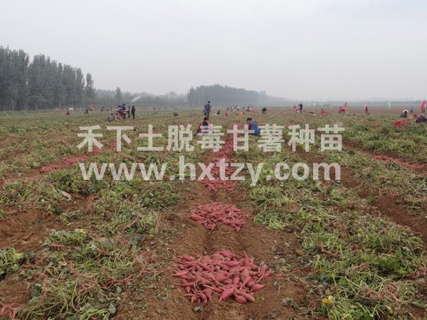 ׯ�к���Ϸ(�й�)�ɷ����޹�˾-����