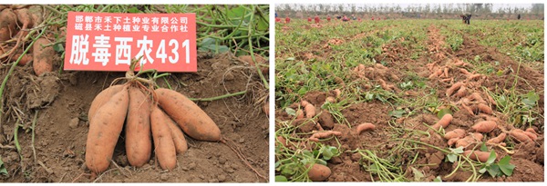 Î÷Å©431 ׯÏкÍÓÎÏ·(Öйú)¹É·ÝÓÐÏÞ¹«Ë¾-¹ÙÍø