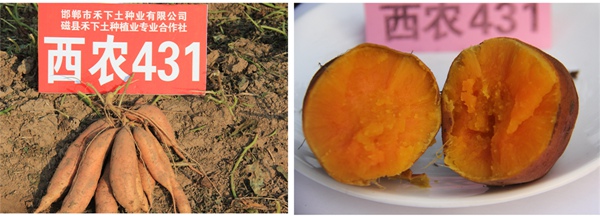 Î÷Å©431 ׯÏкÍÓÎÏ·(Öйú)¹É·ÝÓÐÏÞ¹«Ë¾-¹ÙÍø