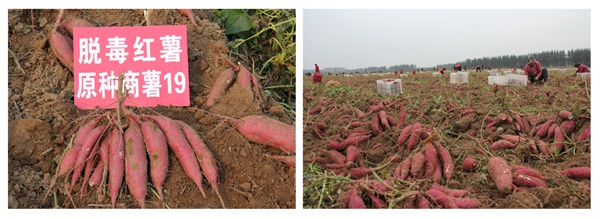 商薯19 庄闲和游戏(中国)股份有限公司-官网