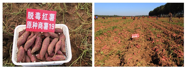 商薯19 庄闲和游戏(中国)股份有限公司-官网