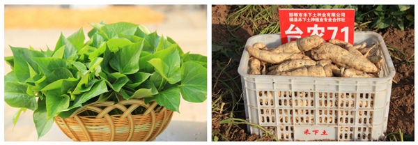 台农71 庄闲和游戏(中国)股份有限公司-官网