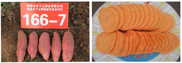 ׯ�к���Ϸ(�й�)�ɷ����޹�˾-����