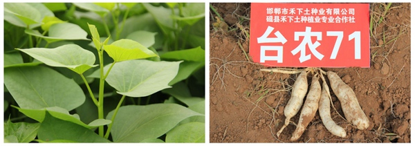 台农71 庄闲和游戏(中国)股份有限公司-官网