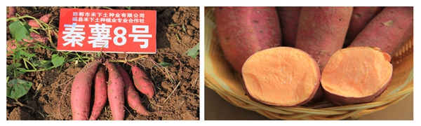 秦薯8号 庄闲和游戏(中国)股份有限公司-官网