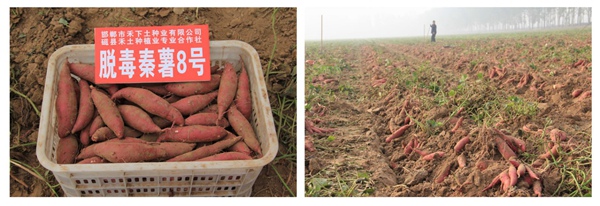 秦薯8号 庄闲和游戏(中国)股份有限公司-官网