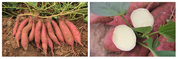 ׯ�к���Ϸ(�й�)�ɷ����޹�˾-����