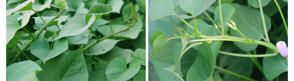 ׯ�к���Ϸ(�й�)�ɷ����޹�˾-����