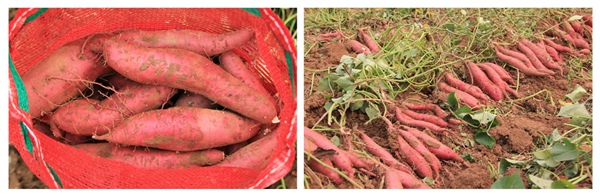 ׯ�к���Ϸ(�й�)�ɷ����޹�˾-����