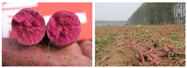 ׯ�к���Ϸ(�й�)�ɷ����޹�˾-����