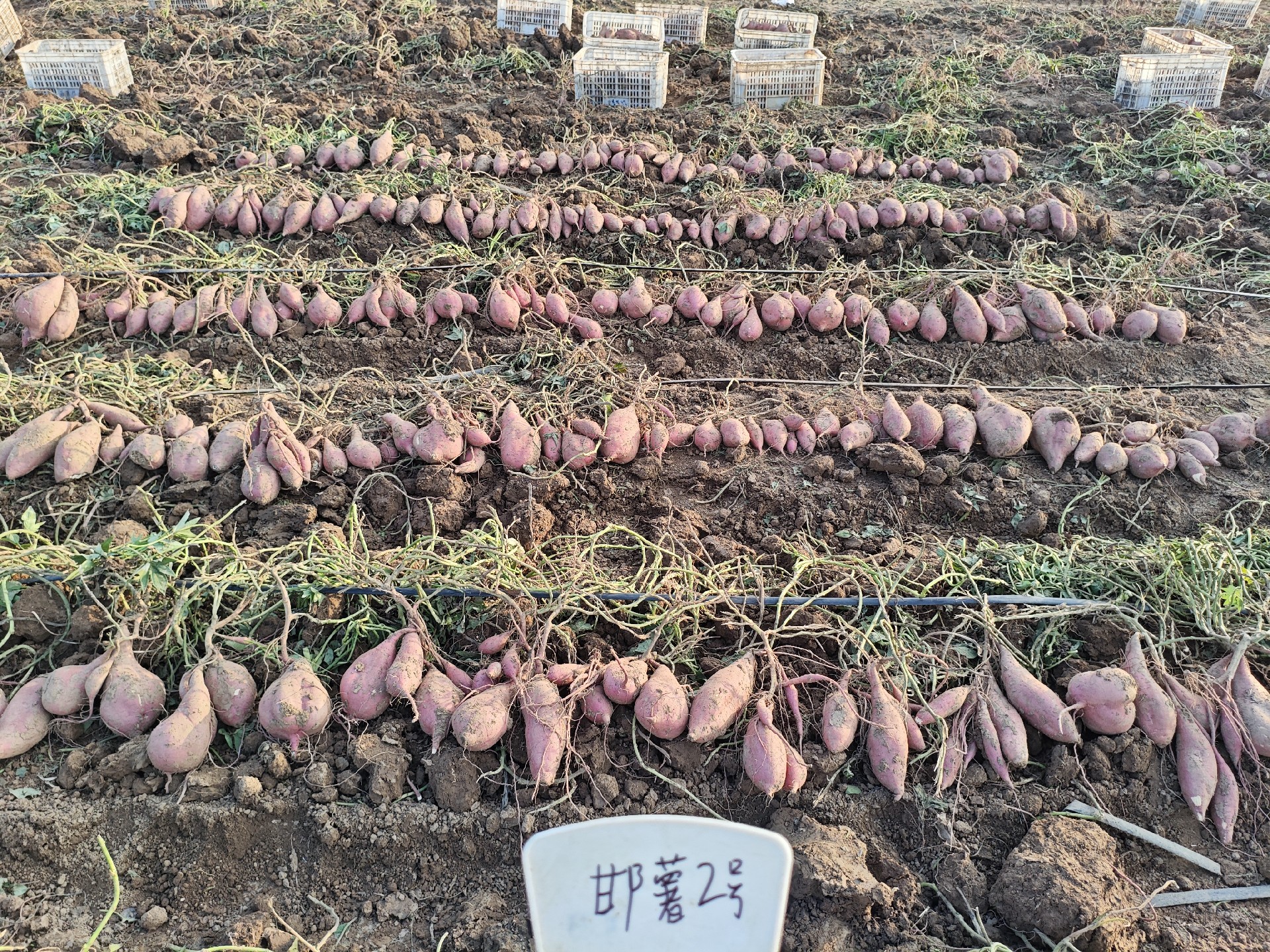 邯薯2号阐发.jpg