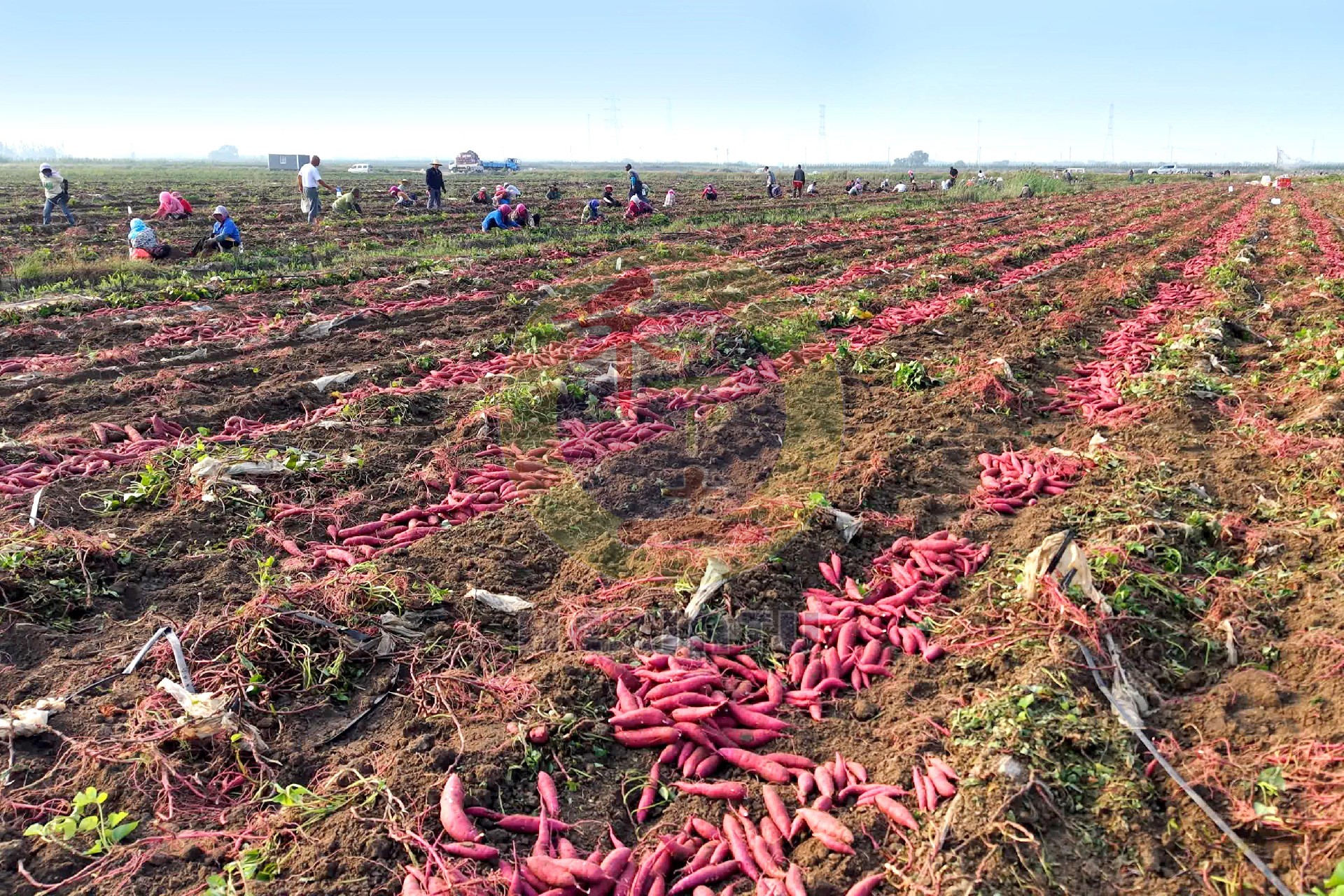 1790242885139696.jpg 2_1.jpg